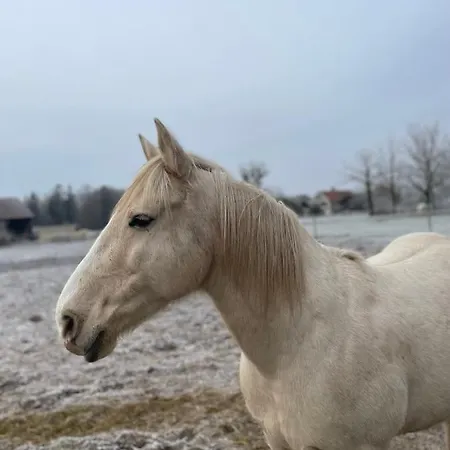 Le Calyaden 펜션 *